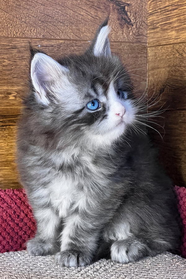 Fedot | Maine Coon Kitten