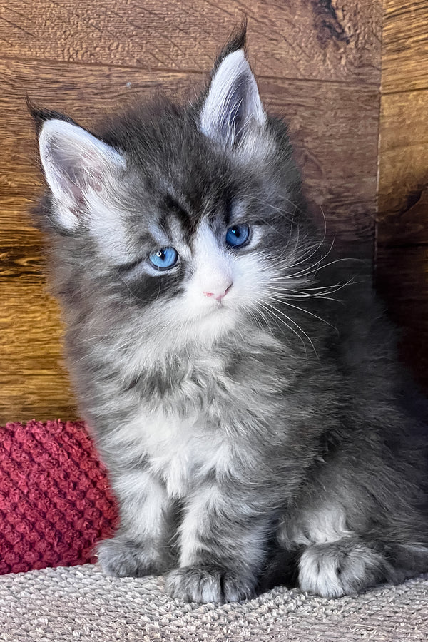 Fedot | Maine Coon Kitten