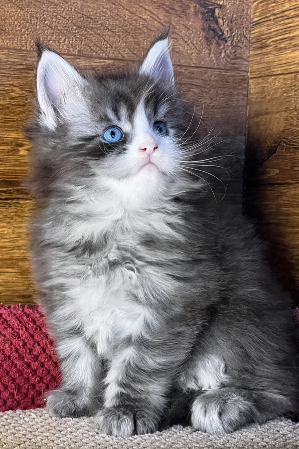 Fedot | Maine Coon Kitten