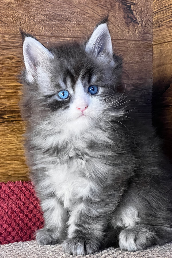 Fedot | Maine Coon Kitten