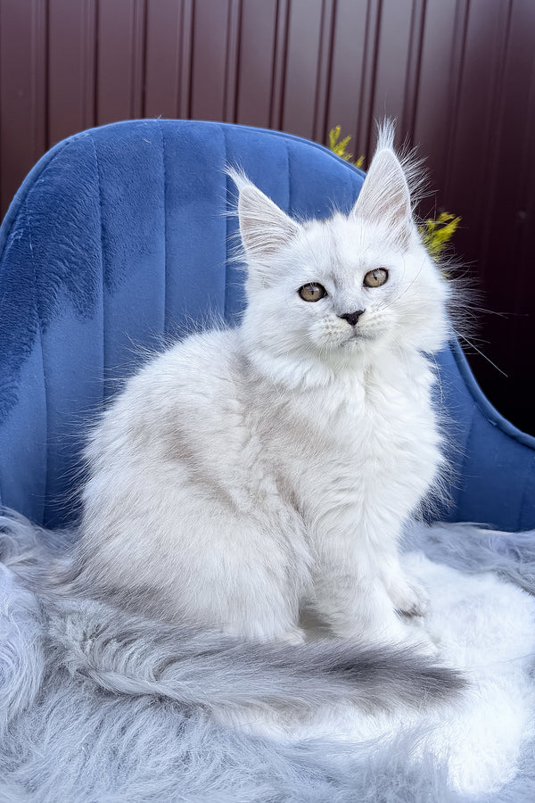 Felicia | Maine Coon Kitten