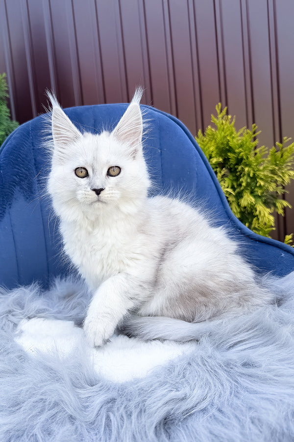 Felicia | Maine Coon Kitten