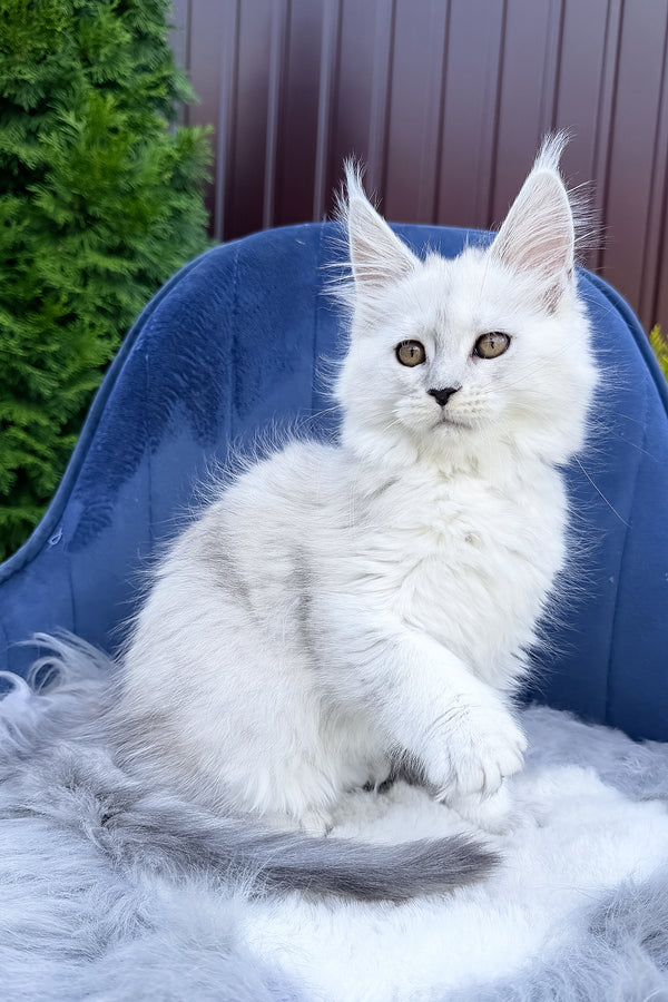 Felicia | Maine Coon Kitten