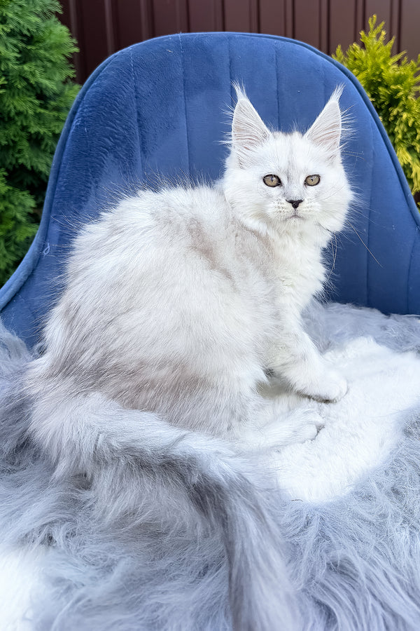 Felicia | Maine Coon Kitten