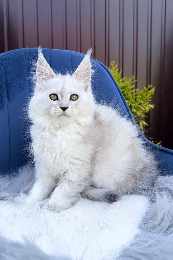 Felicia | Maine Coon Kitten