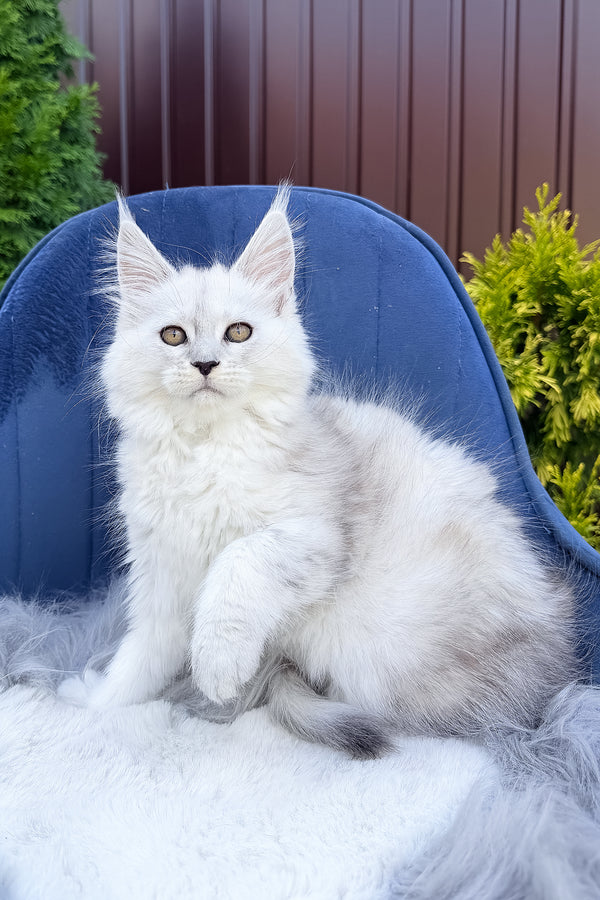 Felicia | Maine Coon Kitten
