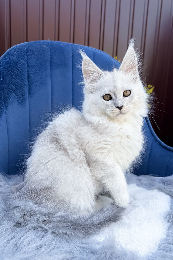 Felicia | Maine Coon Kitten