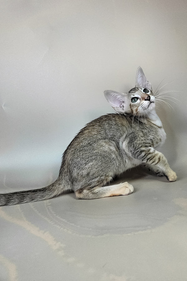 Felicia | Oriental Shorthair Kitten