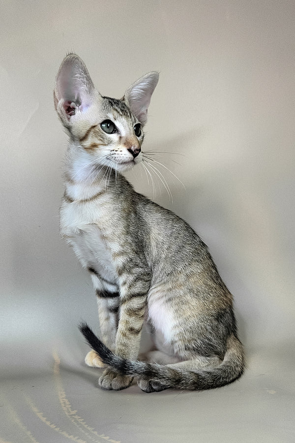 Felicia | Oriental Shorthair Kitten