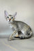 Felicia | Oriental Shorthair Kitten