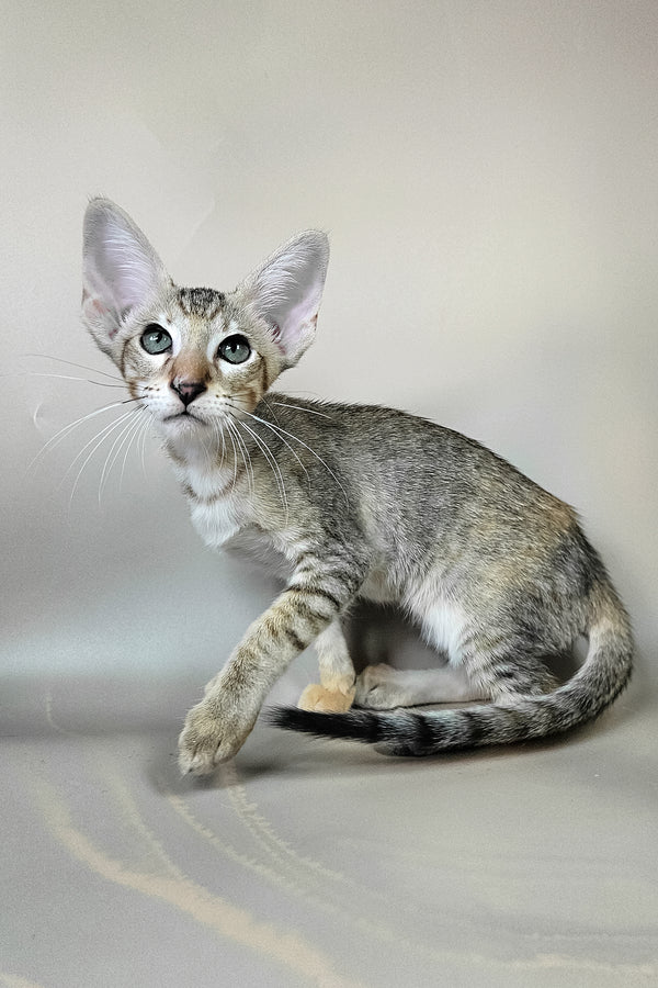 Felicia | Oriental Shorthair Kitten