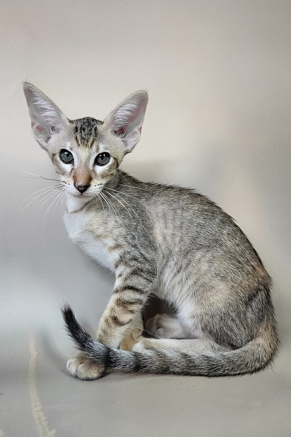 Felicia | Oriental Shorthair Kitten