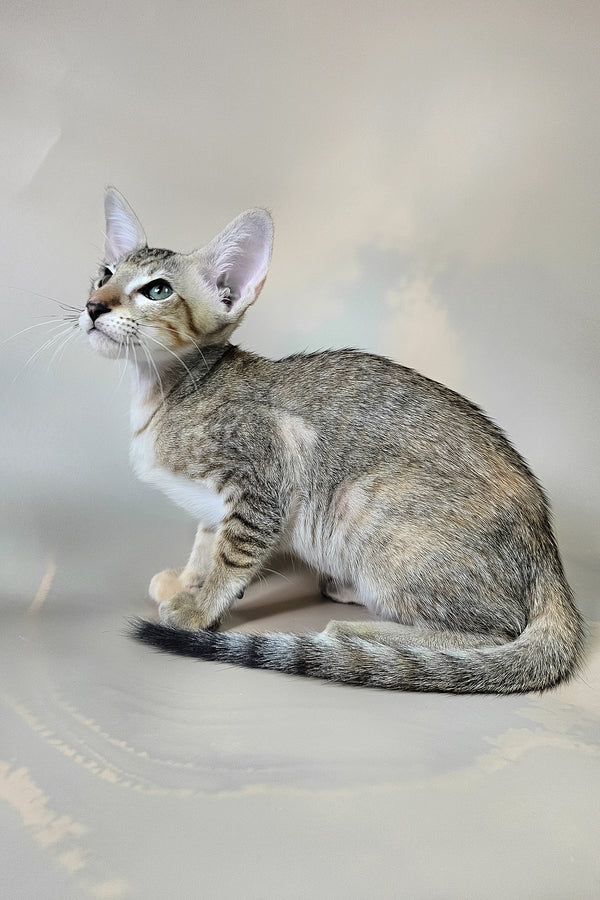 Felicia | Oriental Shorthair Kitten