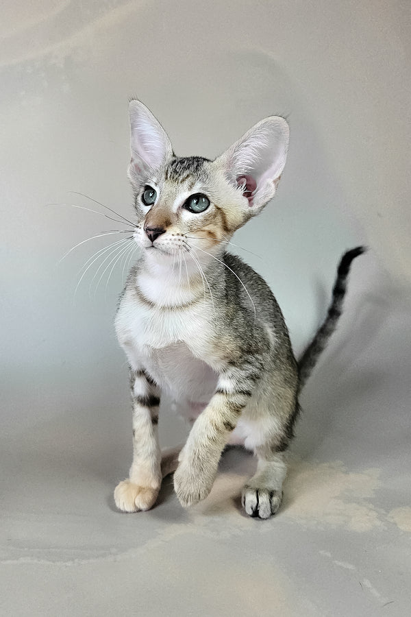 Felicia | Oriental Shorthair Kitten