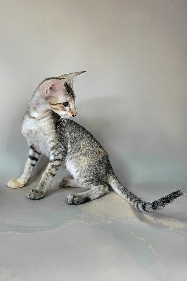 Felicia | Oriental Shorthair Kitten