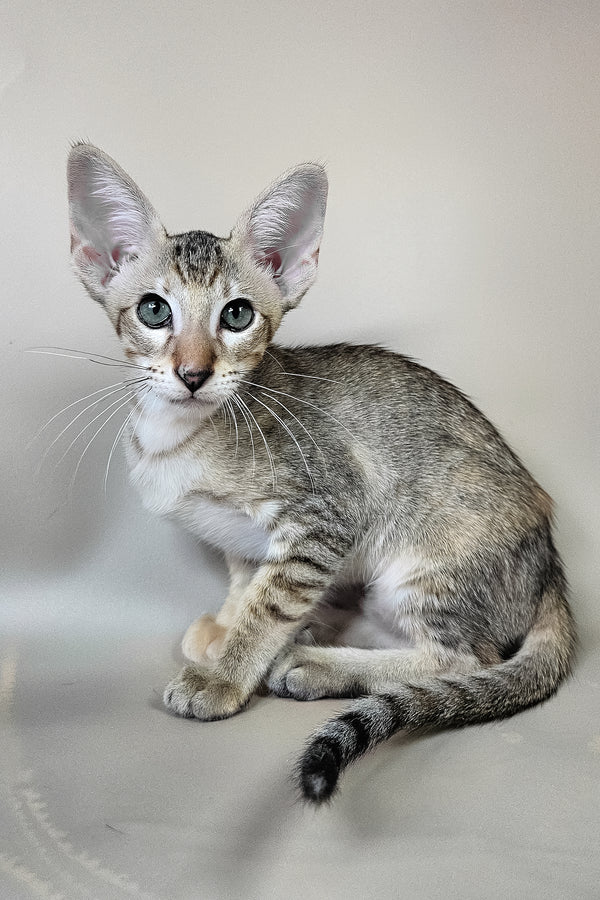 Felicia | Oriental Shorthair Kitten
