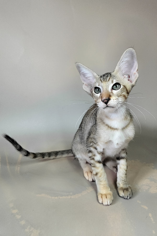 Felicia | Oriental Shorthair Kitten