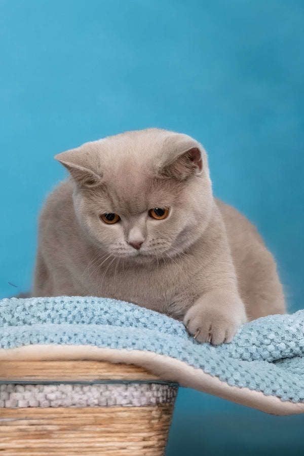 Felisia | British Shorthair Kitten