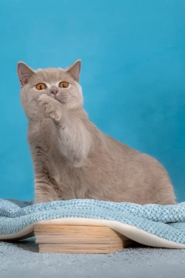 Felisia | British Shorthair Kitten