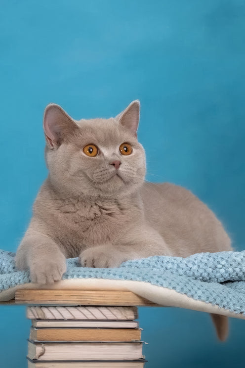 Felisia | British Shorthair Kitten