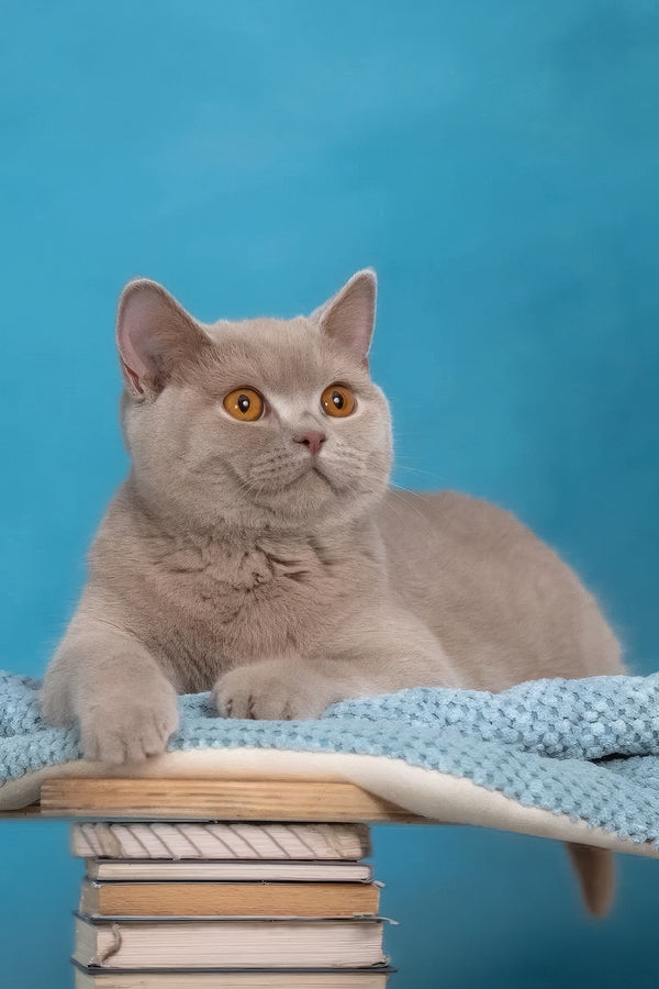 Felisia | British Shorthair Kitten