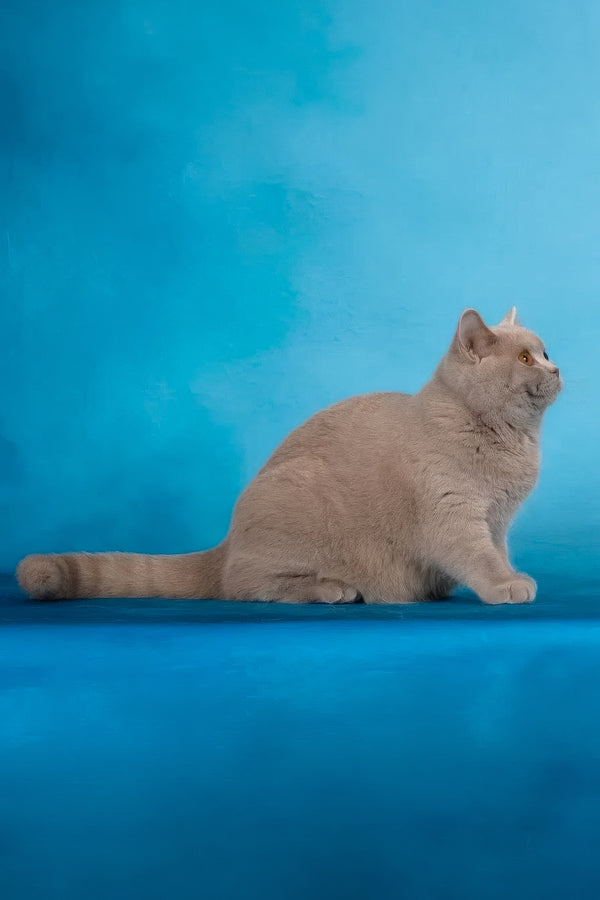 Felisia | British Shorthair Kitten