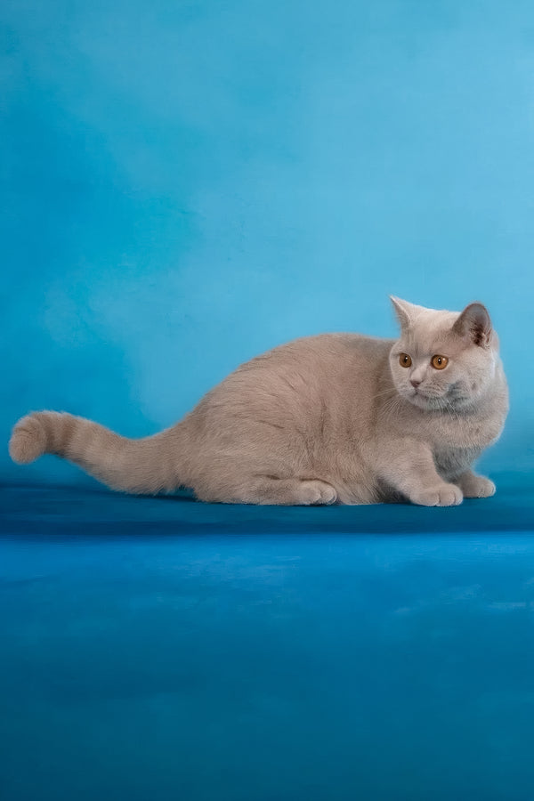 Felisia | British Shorthair Kitten