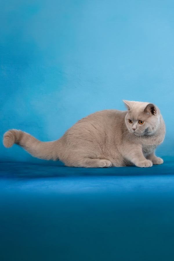 Felisia | British Shorthair Kitten