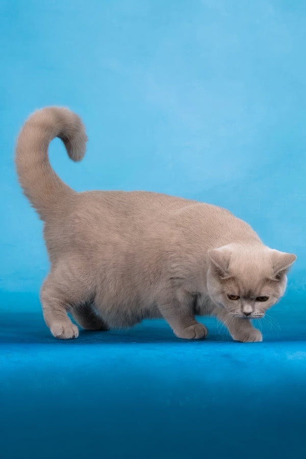 Felisia | British Shorthair Kitten