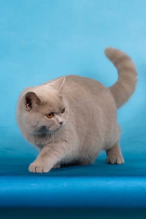 Felisia | British Shorthair Kitten