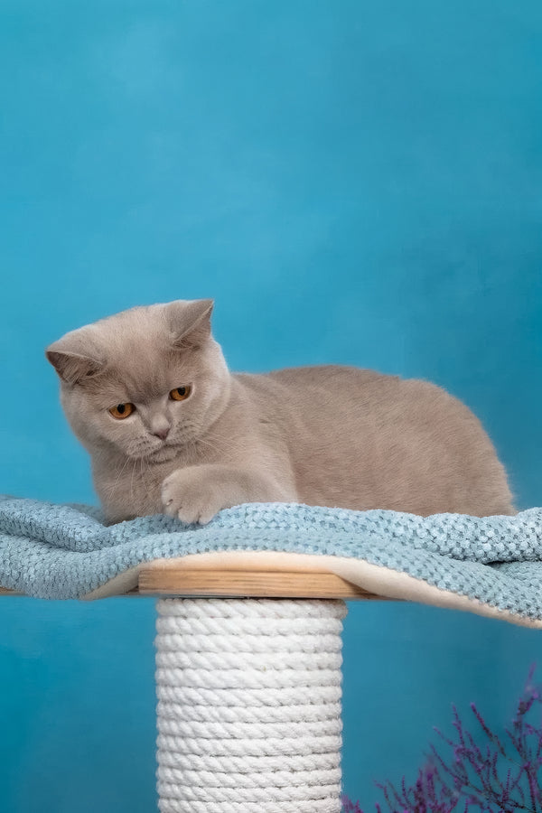 Felisia | British Shorthair Kitten