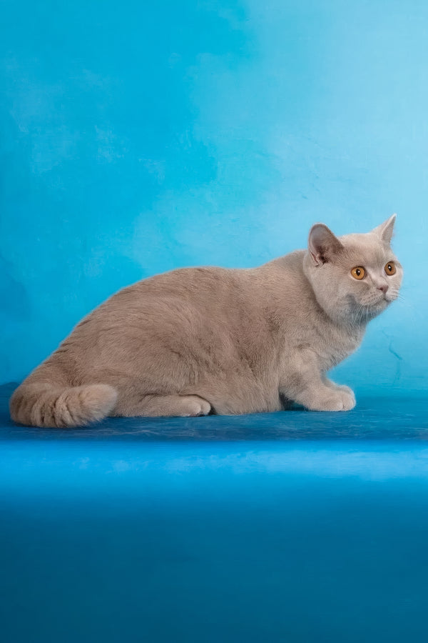 Felisia | British Shorthair Kitten