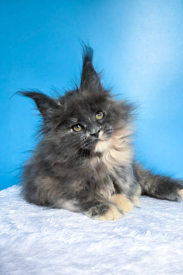 Felona | Maine Coon Kitten