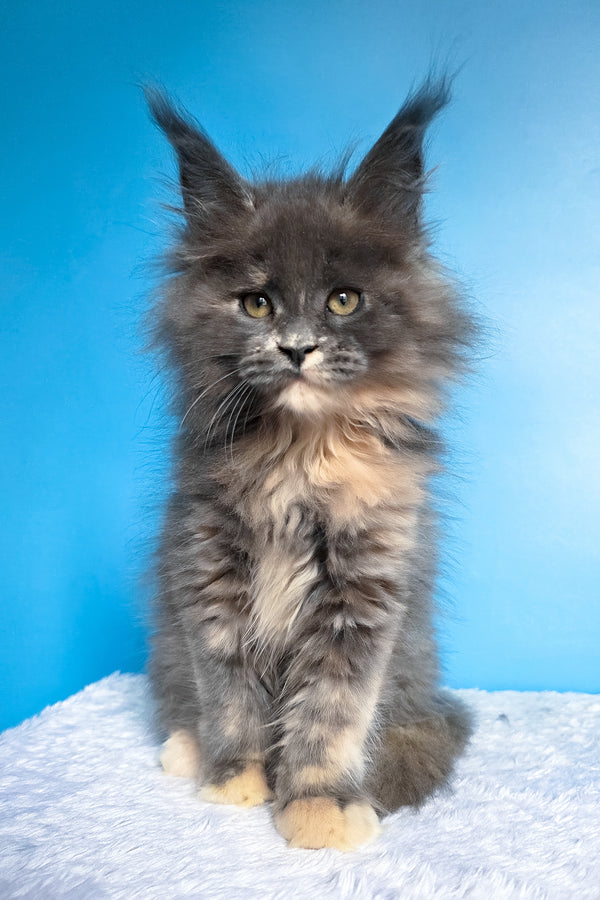 Felona | Maine Coon Kitten