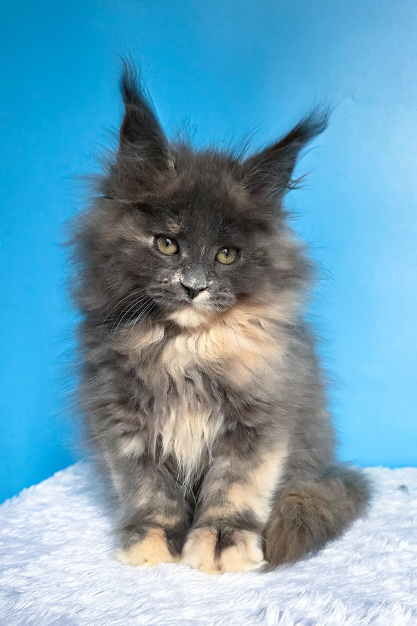Felona | Maine Coon Kitten