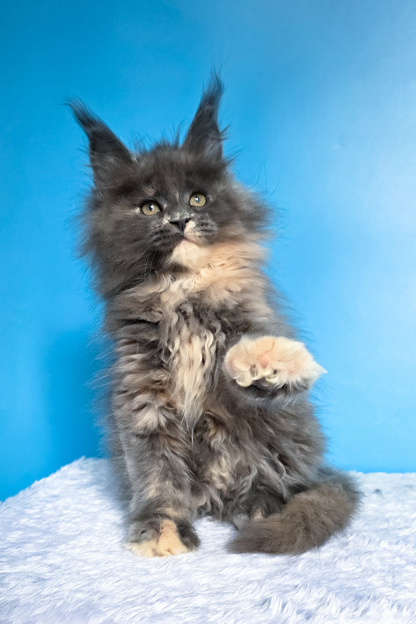 Felona | Maine Coon Kitten