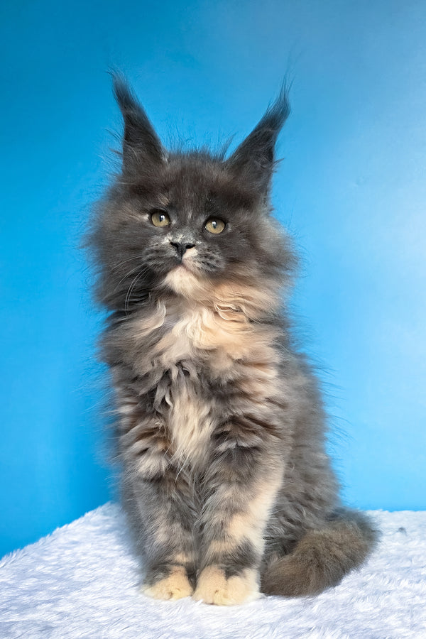 Felona | Maine Coon Kitten