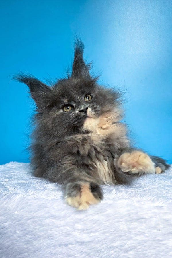 Felona | Maine Coon Kitten