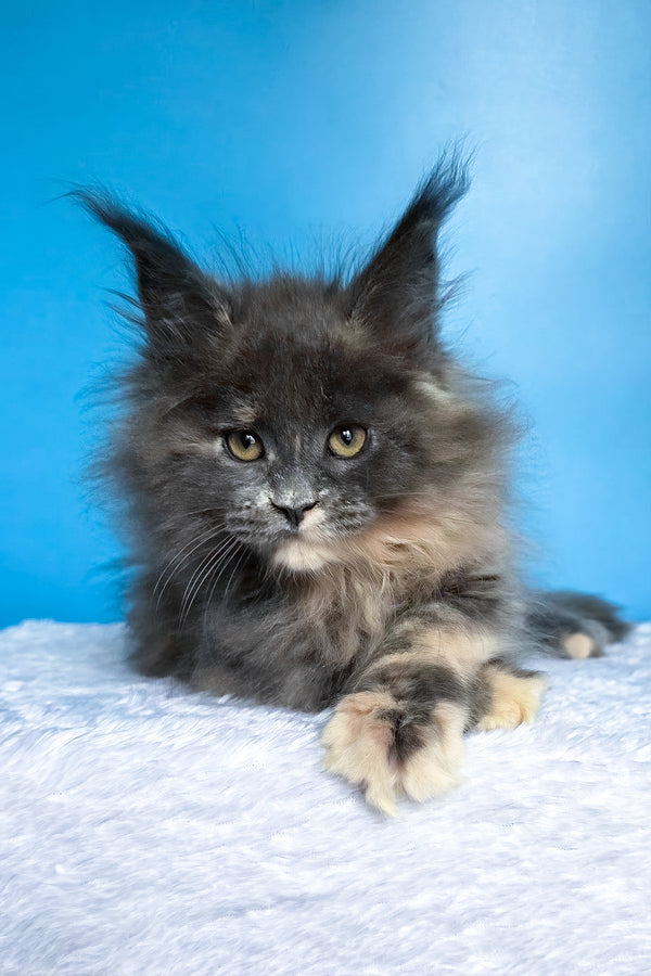 Felona | Maine Coon Kitten