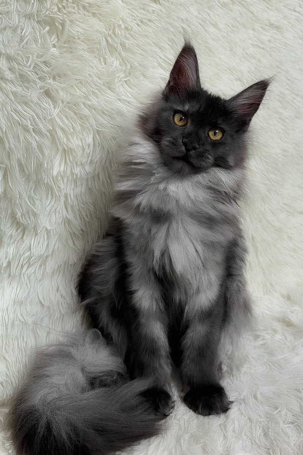 Fenika | Maine Coon Kitten