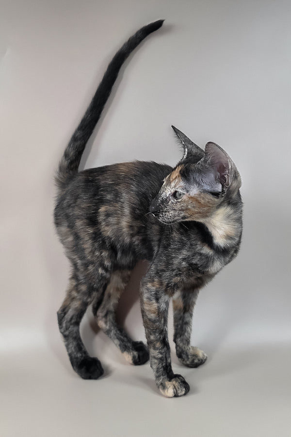 Fenja | Oriental Shorthair Kitten