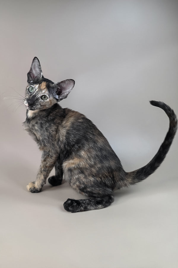 Fenja | Oriental Shorthair Kitten