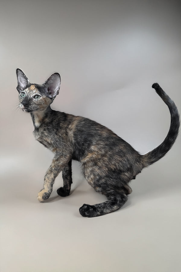 Fenja | Oriental Shorthair Kitten