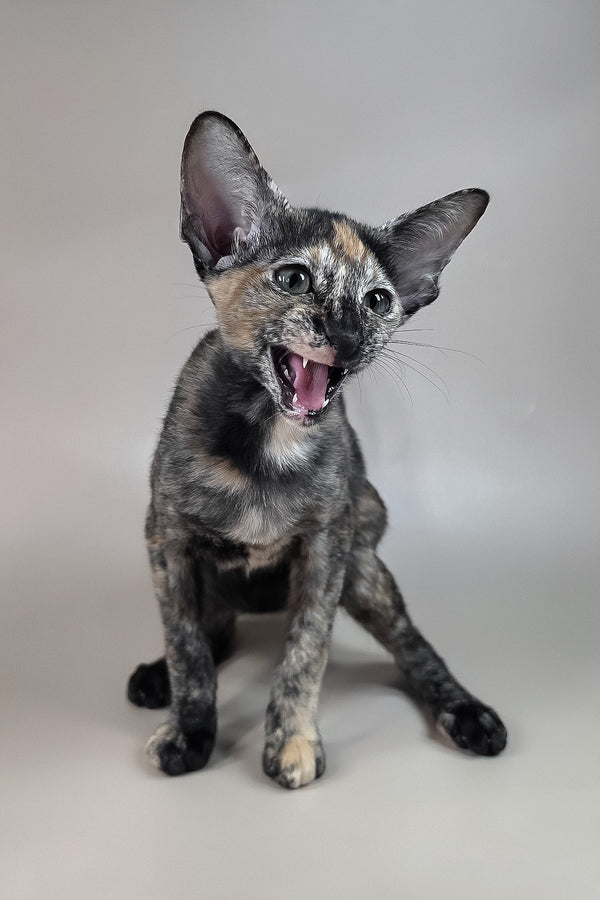 Fenja | Oriental Shorthair Kitten