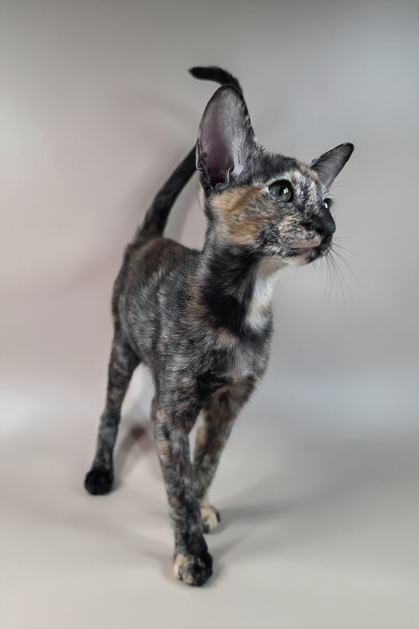 Fenja | Oriental Shorthair Kitten