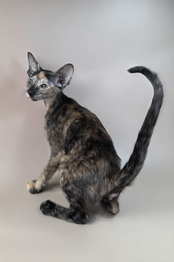 Fenja | Oriental Shorthair Kitten