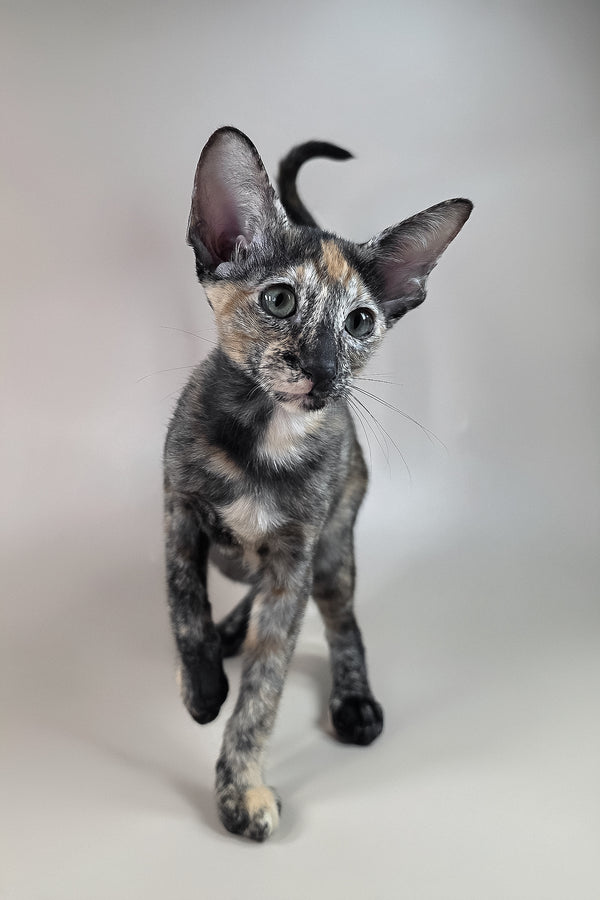 Fenja | Oriental Shorthair Kitten