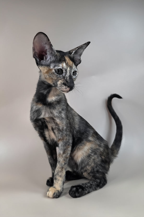 Fenja | Oriental Shorthair Kitten