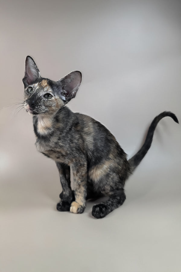 Fenja | Oriental Shorthair Kitten