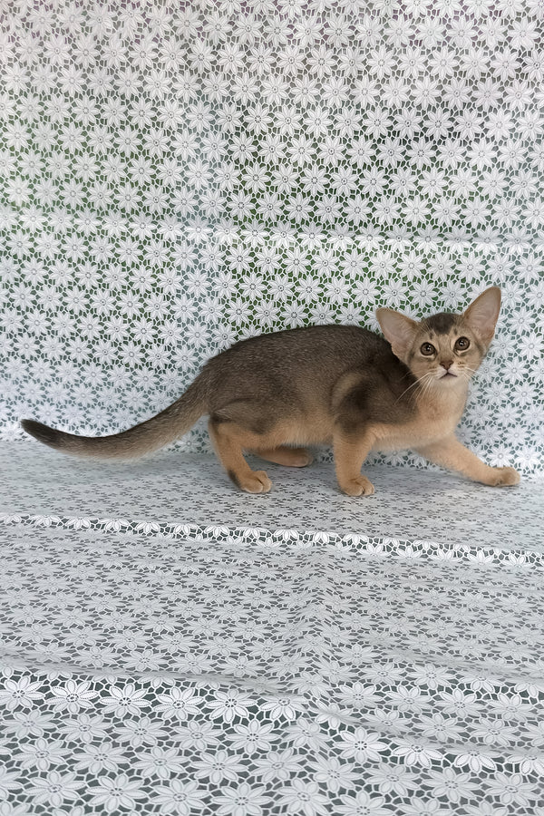 Fiesta | Abyssinian Kitten